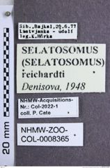 Etikette zu Selatosomus (Selatosomus) reichardti (Denisova, 1948) (NHMW-ZOO-COL-0008365)